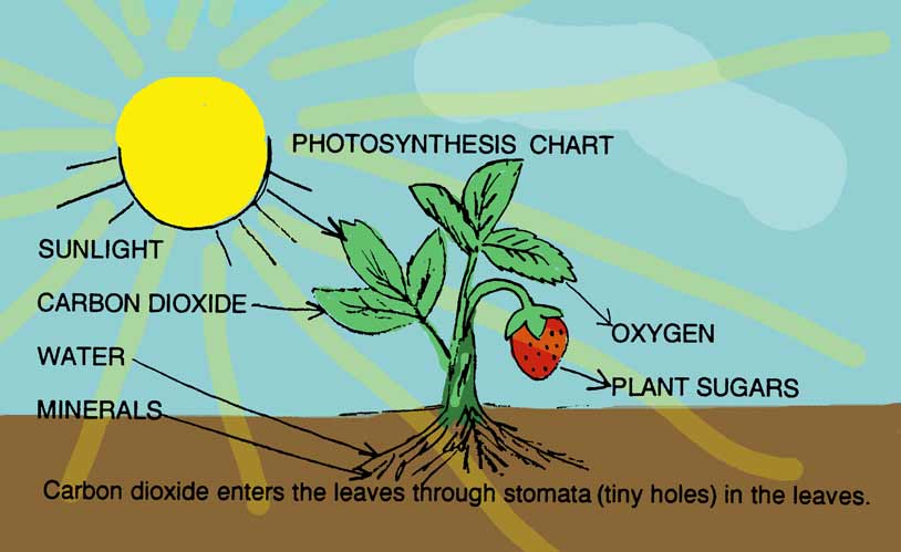 photosynthesis formula.  parallel to the sun with the human body and the photosynthesis process 
